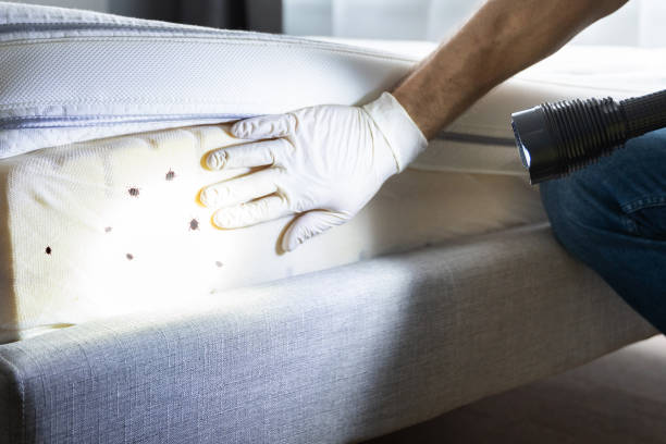 Flea Control Services in Coal City, WV
