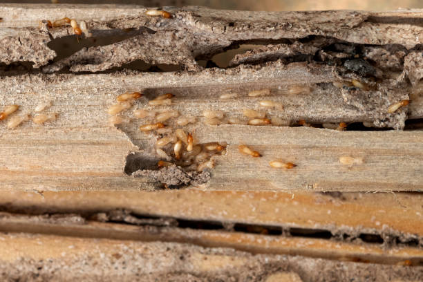 Best Pest Removal Services  in Coal City, WV